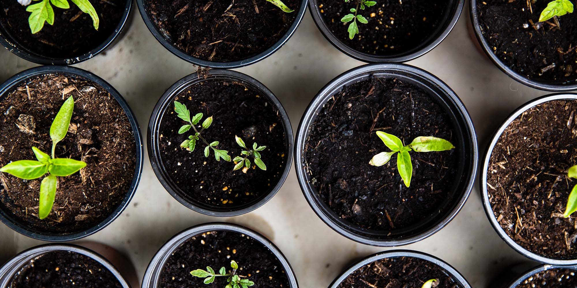 plant seedlings for earth day