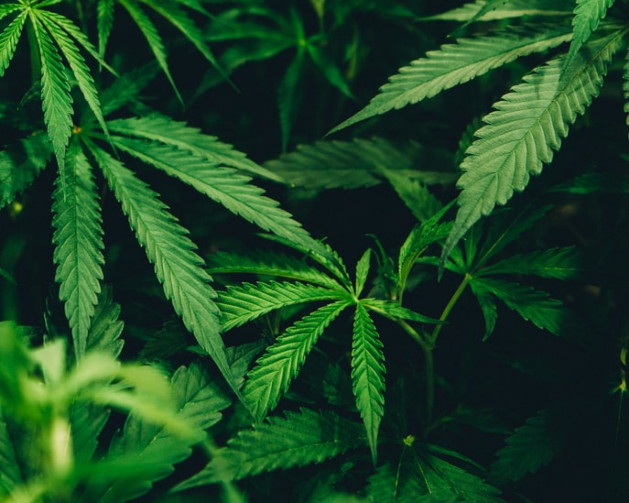 picture of cannabis plant used to make sustainable hemp fabric