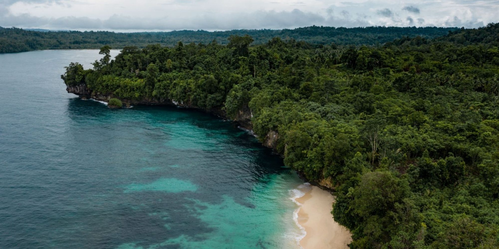 Indonesian forest