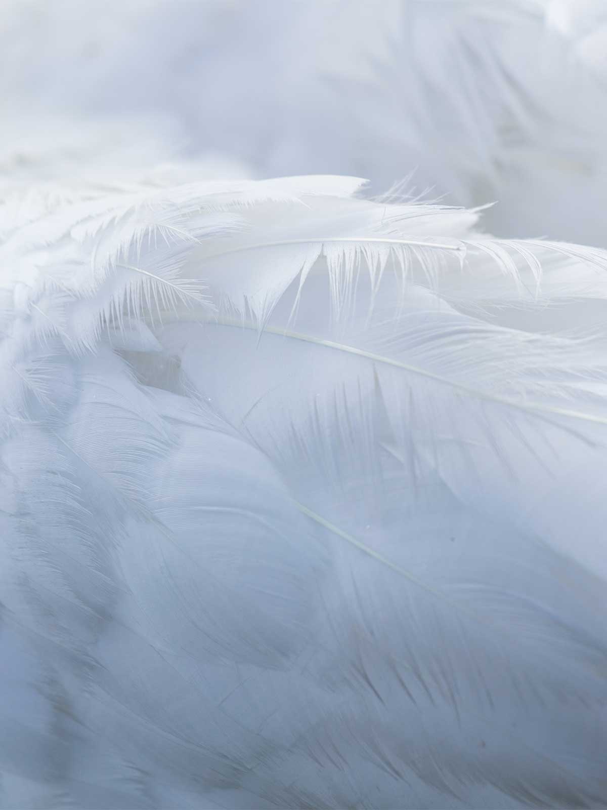 Close up of white down feather.