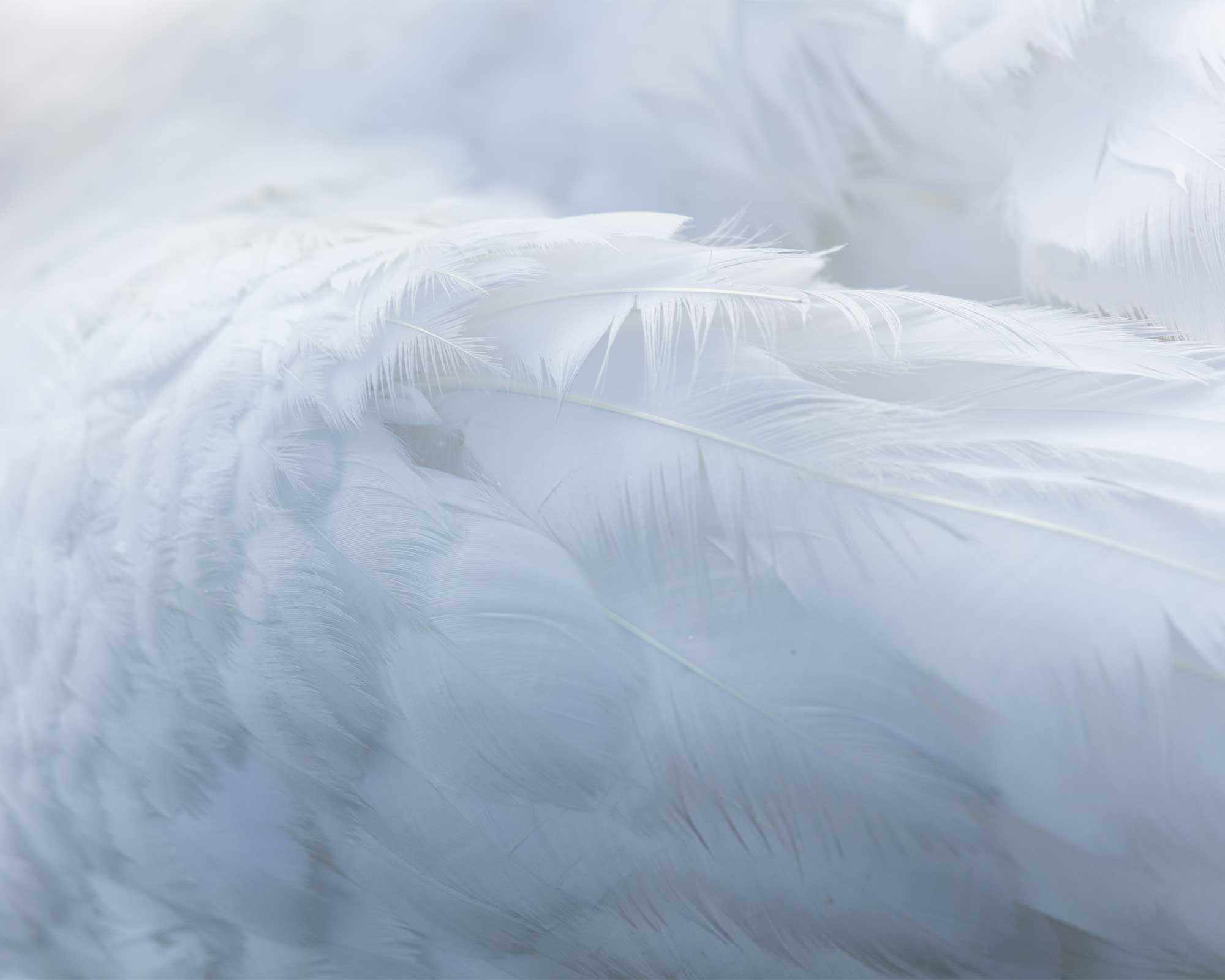 Close up of white down feather.
