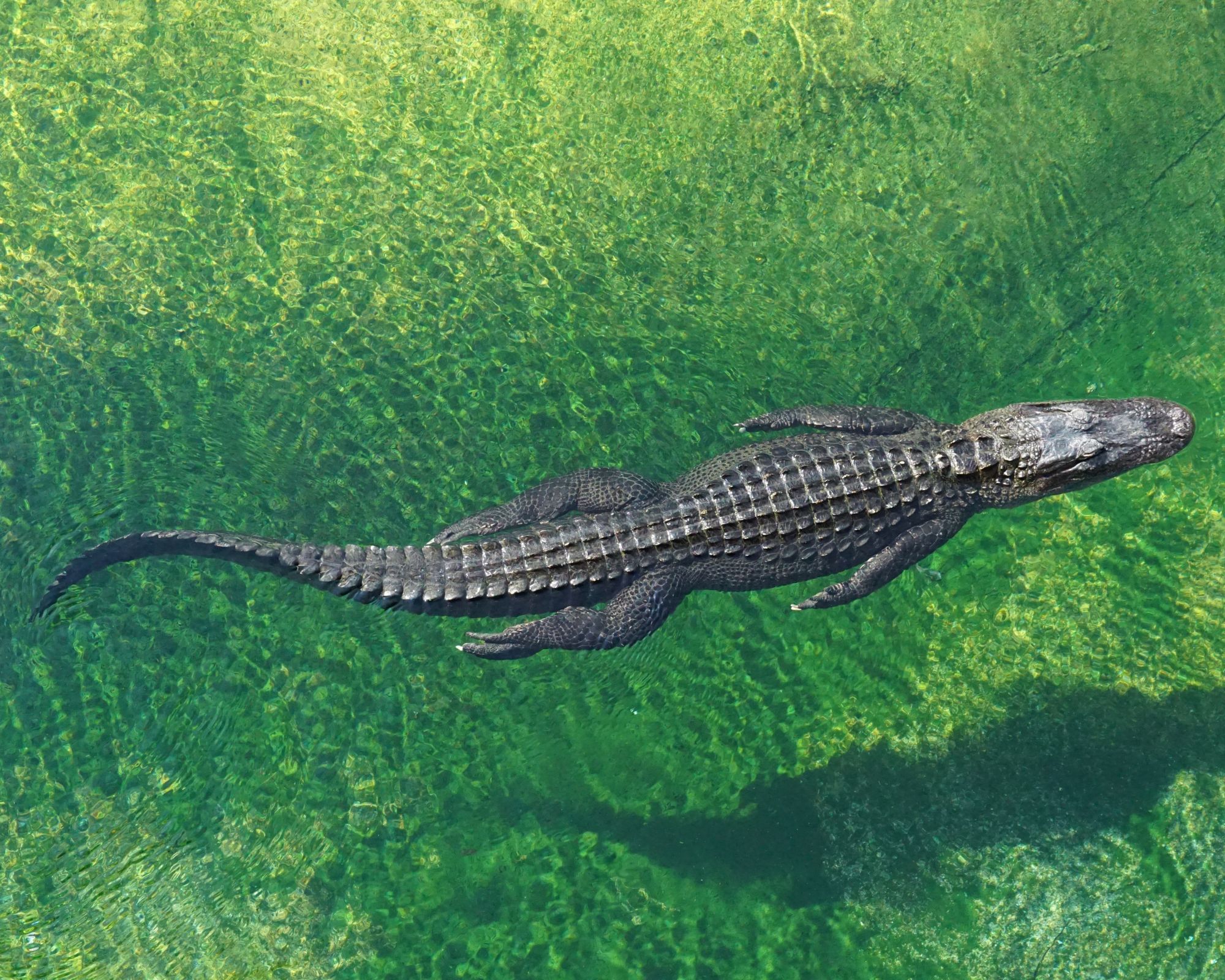 A top down view of a crocodile swimming in green water.
