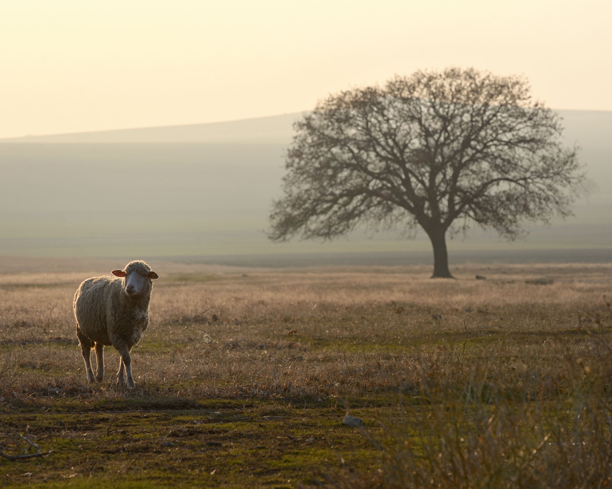A lone sheep standing in a field of brown grass with the silhouette of a large tree in the background.