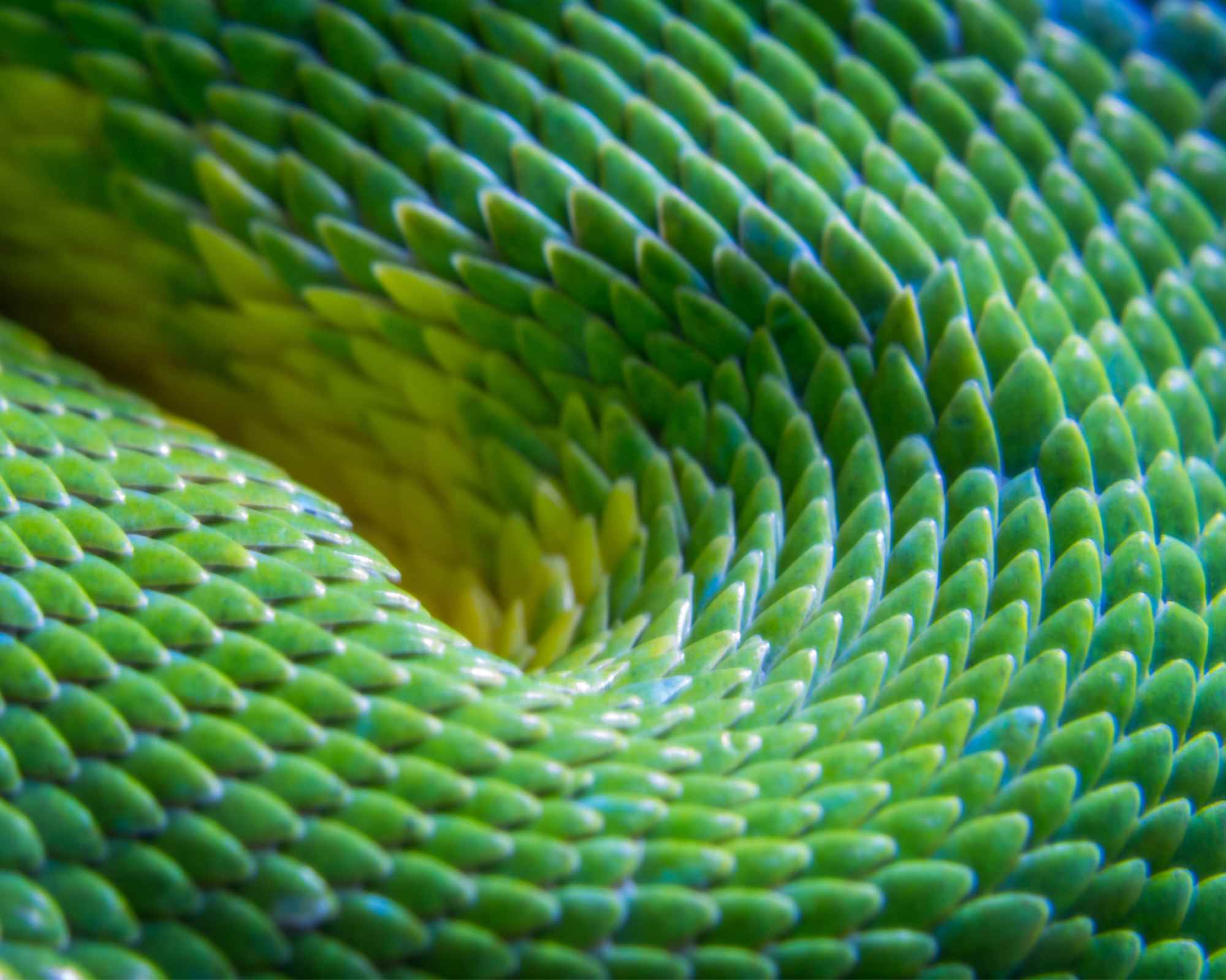 Green python scales