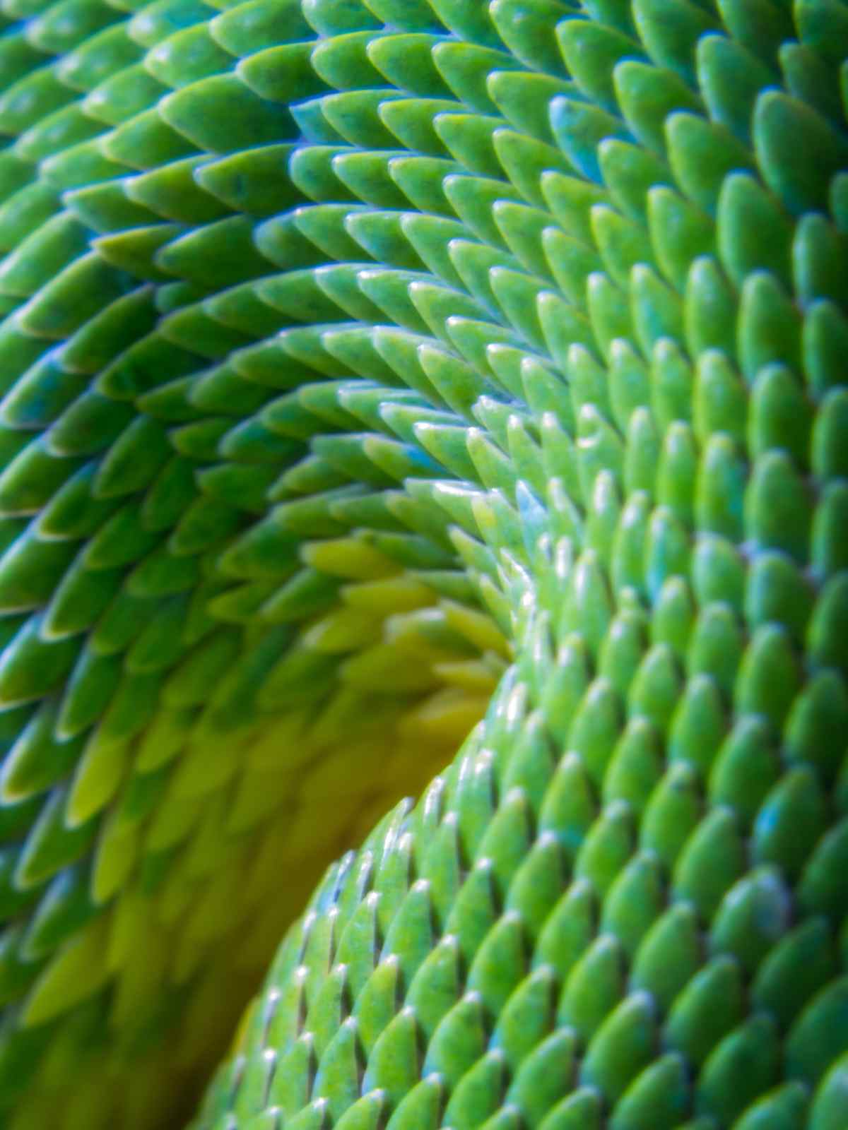 Green python scales