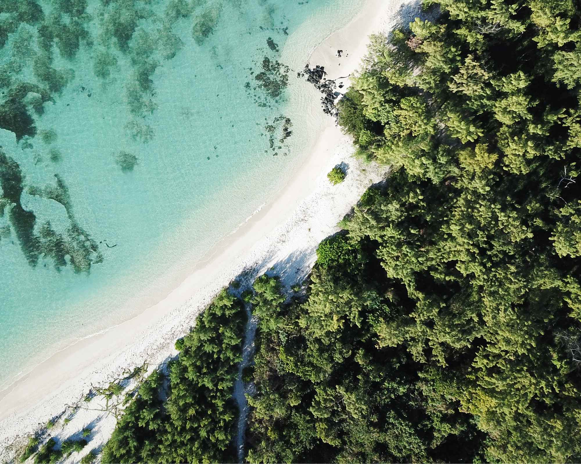 forest and shoreline viewed from above