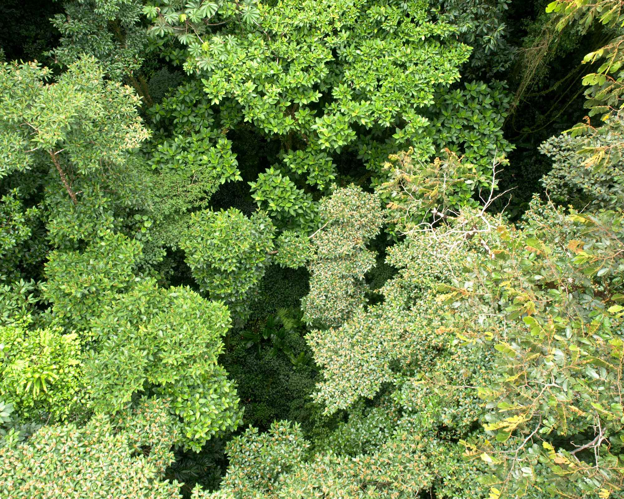 trees seen from above