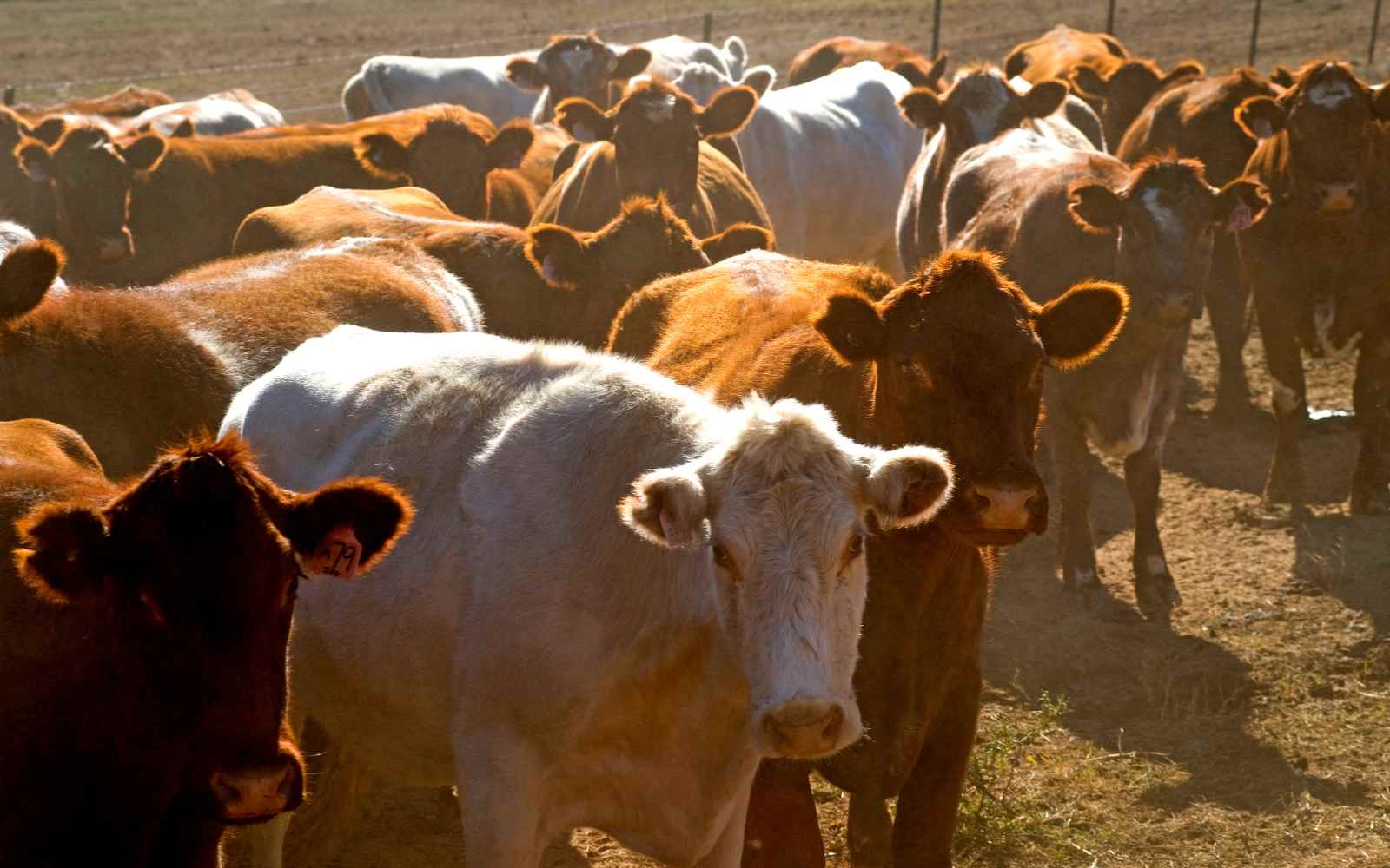 cattle in a field